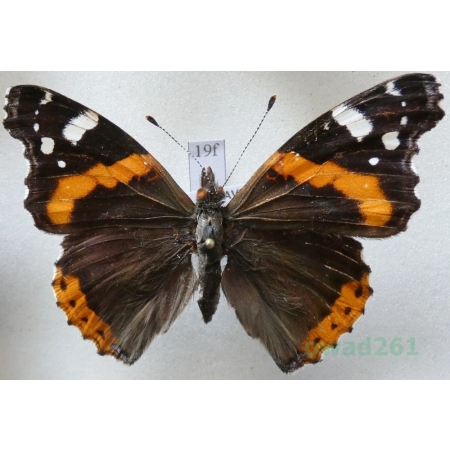 Vanessa atalanta (Linnaeus, 1758) Rusałka admirał Czech19f